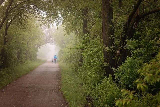 A misty woodland path in the early morning