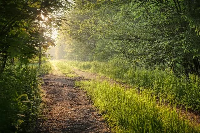 A sunlit woodland path in the early morning